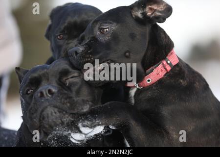 ritratto di bel cane di canna corso. primo piano Foto Stock