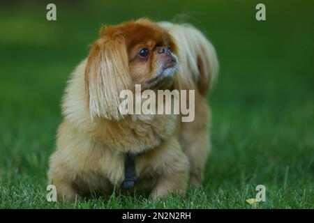 ritratto di bel cane pekinese. primo piano Foto Stock