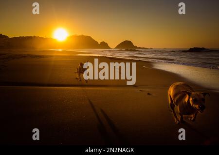 Bellissima alba sulla spiaggia di Zipolite in Messico. Paesaggio con sole dorato. Cani che giocano e si divertono Foto Stock