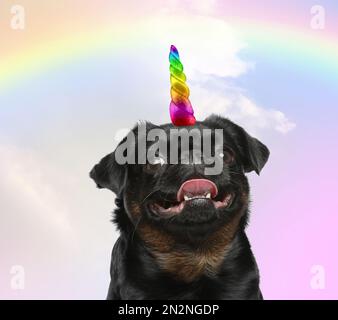 Carino cane con corno unicorno arcobaleno su sfondo colore Foto Stock