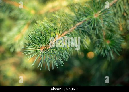 Un ramo verde di un abete rosso in primo piano. Alberi di foresta, luce solare molle. Spazio di copia Foto Stock