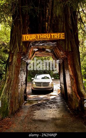 Drive Thru albero di sequoia in Klamath CA USA. Vicino al Redwood National Park. Maggio 2010 Foto Stock