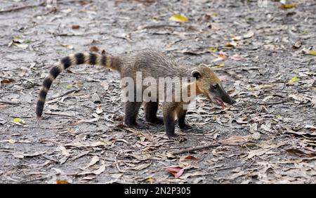 Quati conosciuto anche come South American coati nel parco ecologico brasiliano Foto Stock