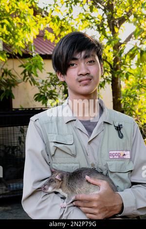 Asia, Cambogia, Siem Reap, centro visitatori Apopo, personale presso il centro di rilevamento delle mine terrestri dove addestrano ratti africani giganti in busta per trovare mine Foto Stock