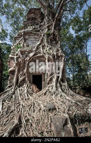 Cambogia, Koh Ker, Prasat PRAM tempio principale santuario edificio, coperto di radici di alberi della foresta pluviale. Koh Ker è una città del 10th ° secolo a nord di Angkor Foto Stock