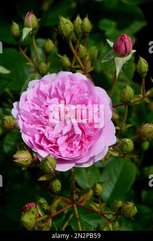 Rosa singolo 'Harlow Carr' (Aushouse) fiore di rosa doppio cresciuto a RHS Garden Harlow Carr, Harrogate, Yorkshire, Inghilterra, Regno Unito Foto Stock