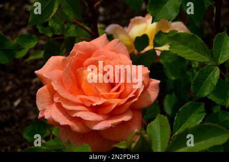 Singolo Arancio colorato Rosa 'Lady of Shalott' Rose Fiore cresciuto a RHS Garden Harlow Carr, Harrogate, Yorkshire, Inghilterra, Regno Unito Foto Stock