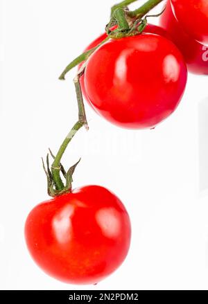 frutti di pomodoro su sfondo bianco Foto Stock