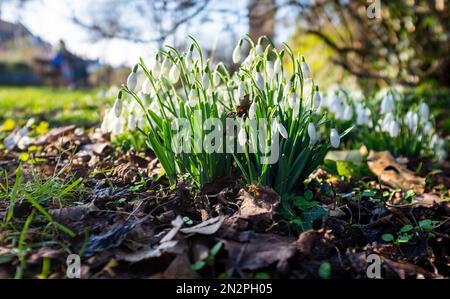 Brighton UK 7th Febbraio 2023 - Snowdrops in piena fioritura su una fredda mattinata gelida nel Queens Park Brighton come un altro periodo freddo di tempo è previsto per la Gran Bretagna nei prossimi giorni : Credit Simon Dack / Alamy Live News Foto Stock