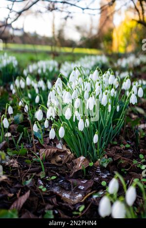 Brighton UK 7th Febbraio 2023 - Snowdrops in piena fioritura su una fredda mattinata gelida nel Queens Park Brighton come un altro periodo freddo di tempo è previsto per la Gran Bretagna nei prossimi giorni : Credit Simon Dack / Alamy Live News Foto Stock