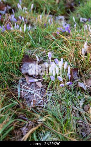 Brighton UK 7th Febbraio 2023 - i fiori di Crocus brivano nel gelo nel Queens Park Brighton come un altro periodo freddo di tempo è previsto per la Gran Bretagna nei prossimi giorni : Credit Simon Dack / Alamy Live News Foto Stock