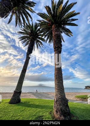 Vista in lontananza attraverso le palme di un uomo che cammina il suo cane sulla spiaggia di St Heliers e sull'isola di Rangitoto, Auckland, Isola del Nord, Nuova Zelanda Foto Stock