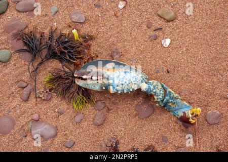 Primo piano di un artiglio di aragosta blu sulla spiaggia, Prince Edward Island, Canada Foto Stock