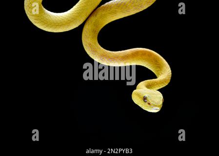 Primo piano di una vipera bianca gialla contro uno sfondo nero Foto Stock