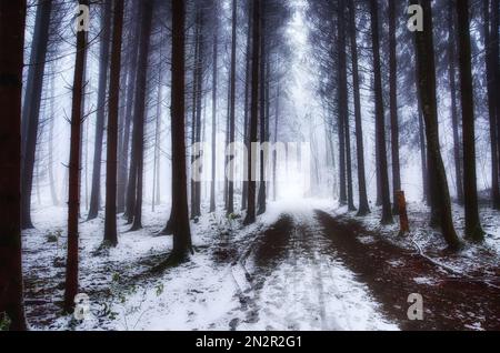 Strada innevata attraverso la foresta invernale, Sennenhof, Remetschwil, Argau, Svizzera Foto Stock