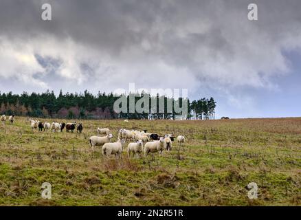 Gregge di pecore che pascolano sulle alte pendici della brughiera di Colsterdale a Breary Banks Foto Stock