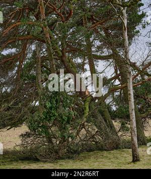 Un ramo rotto come i venti alti prendono il loro pedaggio su questa copse dell'abete a Colsterdale, Yorkshire del nord Foto Stock