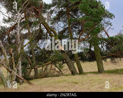 Un ramo rotto come i venti alti prendono il loro pedaggio su questa copse dell'abete a Colsterdale, Yorkshire del nord Foto Stock