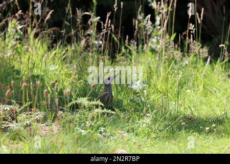 Un primo piano di uno sfarfallio di Fernandina nell'erba Foto Stock