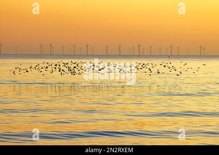 Brighton Beach, città di Brighton & Hove, East Sussex, Regno Unito. Stelle nel murmuration serale visto da Brighton Beach. Recentemente il mormorio si è diviso in piccoli gruppi dopo che i falchi di Peregrine li hanno cacciati. Si tratta di un interessante cambiamento di abitudini e strategia per evitare gli attacchi scivolando appena sopra la superficie delle onde tra i due moli di Brighton e Hove, prima di vagare sotto il Brighton Palace Pier. 6th febbraio 2023 Foto Stock