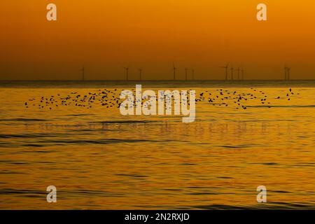 Brighton Beach, città di Brighton & Hove, East Sussex, Regno Unito. Stelle nel murmuration serale visto da Brighton Beach. Recentemente il mormorio si è diviso in piccoli gruppi dopo che i falchi di Peregrine li hanno cacciati. Si tratta di un interessante cambiamento di abitudini e strategia per evitare gli attacchi scivolando appena sopra la superficie delle onde tra i due moli di Brighton e Hove, prima di vagare sotto il Brighton Palace Pier. 6th febbraio 2023 Foto Stock