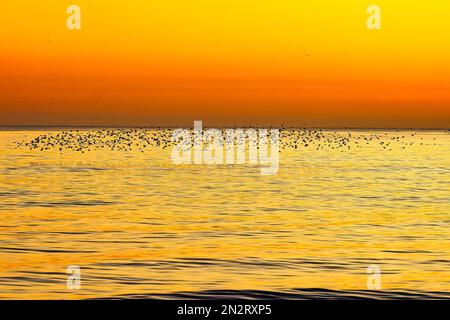 Brighton Beach, città di Brighton & Hove, East Sussex, Regno Unito. Stelle nel murmuration serale visto da Brighton Beach. Recentemente il mormorio si è diviso in piccoli gruppi dopo che i falchi di Peregrine li hanno cacciati. Si tratta di un interessante cambiamento di abitudini e strategia per evitare gli attacchi scivolando appena sopra la superficie delle onde tra i due moli di Brighton e Hove, prima di vagare sotto il Brighton Palace Pier. 6th febbraio 2023 Foto Stock