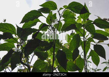 Giovani peperoni, peperoni e fiori in contenitore sul davanzale. Verdure crescenti, germogli di pepe dai semi nel paese. Agricoltura biologica domestica Foto Stock