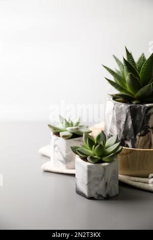 Bellissimi succulenti in vaso su un tavolo grigio chiaro Foto Stock