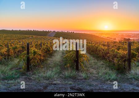 Vigneti in McLaren vale al tramonto, Australia Meridionale. Foto Stock