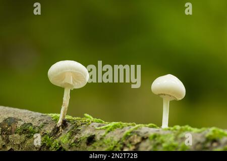 Porcellana Fungus (Oudemansiella mucida) cresce su un ramo marcio in un bosco delle colline Mendip, Somerset, Inghilterra. Foto Stock
