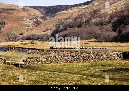 Un contadino porta fieno e cibo invernale alle sue pecore, Muker, Swaledale, Yorkshire Dales National Park. Foto Stock