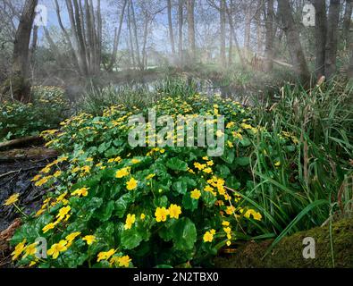 Marsh Marigolds che crescono in uno stagno boggy in una giornata misty Foto Stock