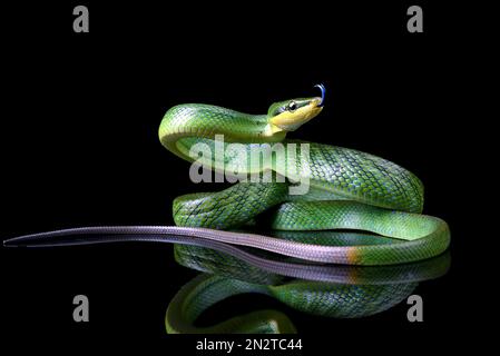 Primo piano di un serpente verde a coda rossa su sfondo nero Foto Stock