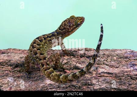 Primo piano di un gecko muria rock su un ramo di albero, Indonesia Foto Stock