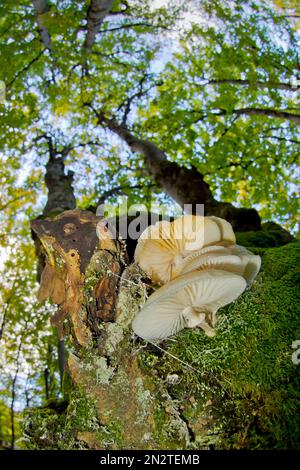 Funghi, Foresta di faggio Hayedo de la Pedrosa, Riofrío de Riaza, Sierra de Ayllón, Segovia, Castilla y León, Spagna, Europa Foto Stock