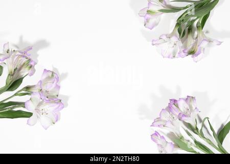 Un podio in cemento con fiori di clematis rosa, per la presentazione di packaging e cosmetici, vista dall'alto, su sfondo bianco. Display del prodotto Foto Stock