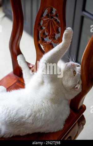 Un pigro e carino puro bianco gatto britannico shorthair animale domestico Foto Stock