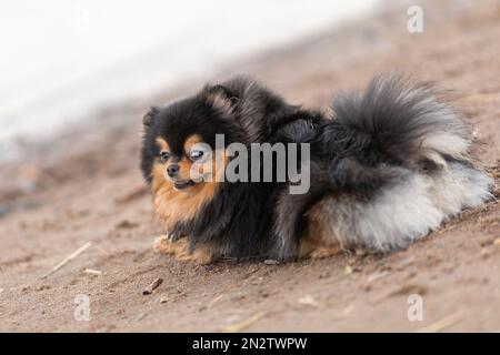 Felice cane di razza spitz pomeranian sdraiato sulla sabbia e sorridente alla spiaggia Foto Stock