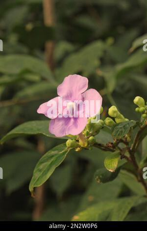 Fiore rosa che cresce nella giungla torica. Foto Stock