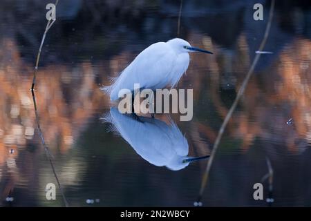 Una piccola gretta (Egretta Garzetta) in piedi in un piccolo stagno in un parco a Kanagawa, Giappone Foto Stock