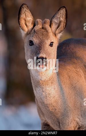 Ritratto dell'ora d'oro di un giovane capriolo carino (Capreolus capreolus) con piccole corna di velluto in una fredda giornata invernale. La sua bocca è aperta mentre sta fissando Foto Stock