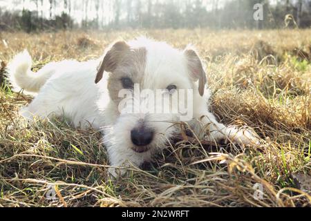 carino jack russell terrier cane con una palla rossa che gioca fissando Foto Stock