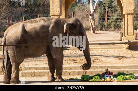 Hannover, Germania. 07th Feb, 2023. I custodi degli animali danno a Indra la mucca di elefante allo Zoo di Hannover una torta per il suo 50th° compleanno. Indra sembra piacerla. Credit: Marco Rauch/dpa/Alamy Live News Foto Stock