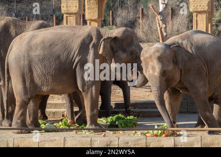 Hannover, Germania. 07th Feb, 2023. I custodi degli animali danno a Indra la mucca di elefante allo Zoo di Hannover una torta per il suo 50th° compleanno. Indra condivide con la sua mandria. Credit: Marco Rauch/dpa/Alamy Live News Foto Stock