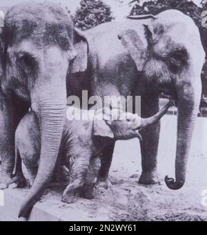 Hannover, Germania. 07th Feb, 2023. Indra la mucca di elefante allo Zoo di Hannover ha girato 50 anni. Questo è il modo in cui ha guardato poco meno di 50 anni fa nel 1973. Credit: Marco Rauch/dpa/Alamy Live News Foto Stock