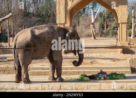 Hannover, Germania. 07th Feb, 2023. I custodi degli animali danno a Indra la mucca di elefante allo Zoo di Hannover una torta per il suo 50th° compleanno. Indra sembra piacerla. Credit: Marco Rauch/dpa/Alamy Live News Foto Stock