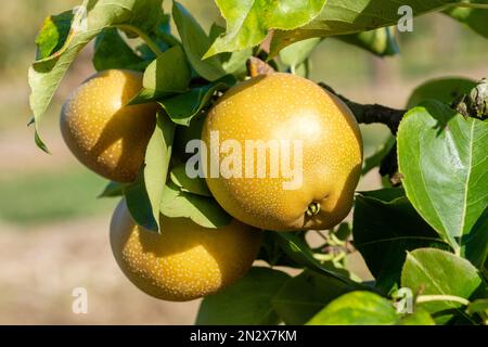 Pyrus pirifolia Niitaka, Asian Pear Niitaka Pear, nashi pera, mela pera, sabbia pera, melone pera. Frutta marrone-russet sull'albero Foto Stock