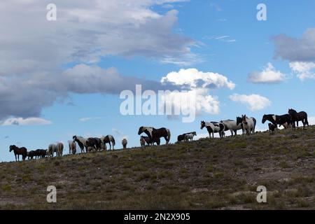 Cavalli onaqui selvatici, Utah, USA Foto Stock