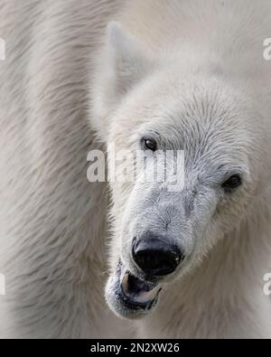 Tira un volto per la fotocamera.QUESTE INCREDIBILI immagini si avvicinano e si avvicinano a questi splendidi animali, creando ritratti unici di animali nati da zoo Foto Stock