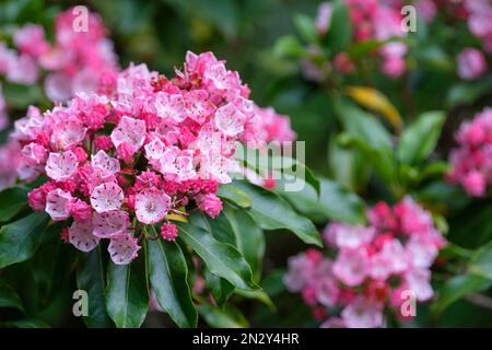 Fuoco Olimpico di Kalmia latifolia, fuoco Olimpico di alloro di montagna, arbusto sempreverde, grappoli di grandi fiori rosa crimpati a forma di coppa Foto Stock